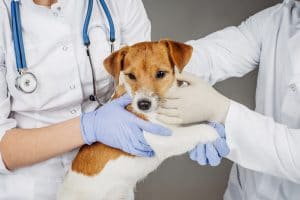 Dog at vets