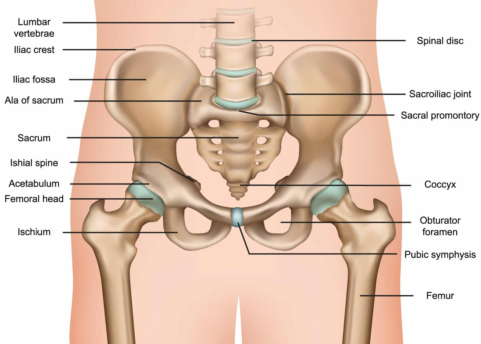 Hip Anatomy